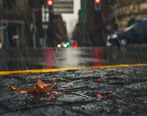 The Southern Wind Weather Is Coming, So Please Go Through This Moisture-Proof Strategy!